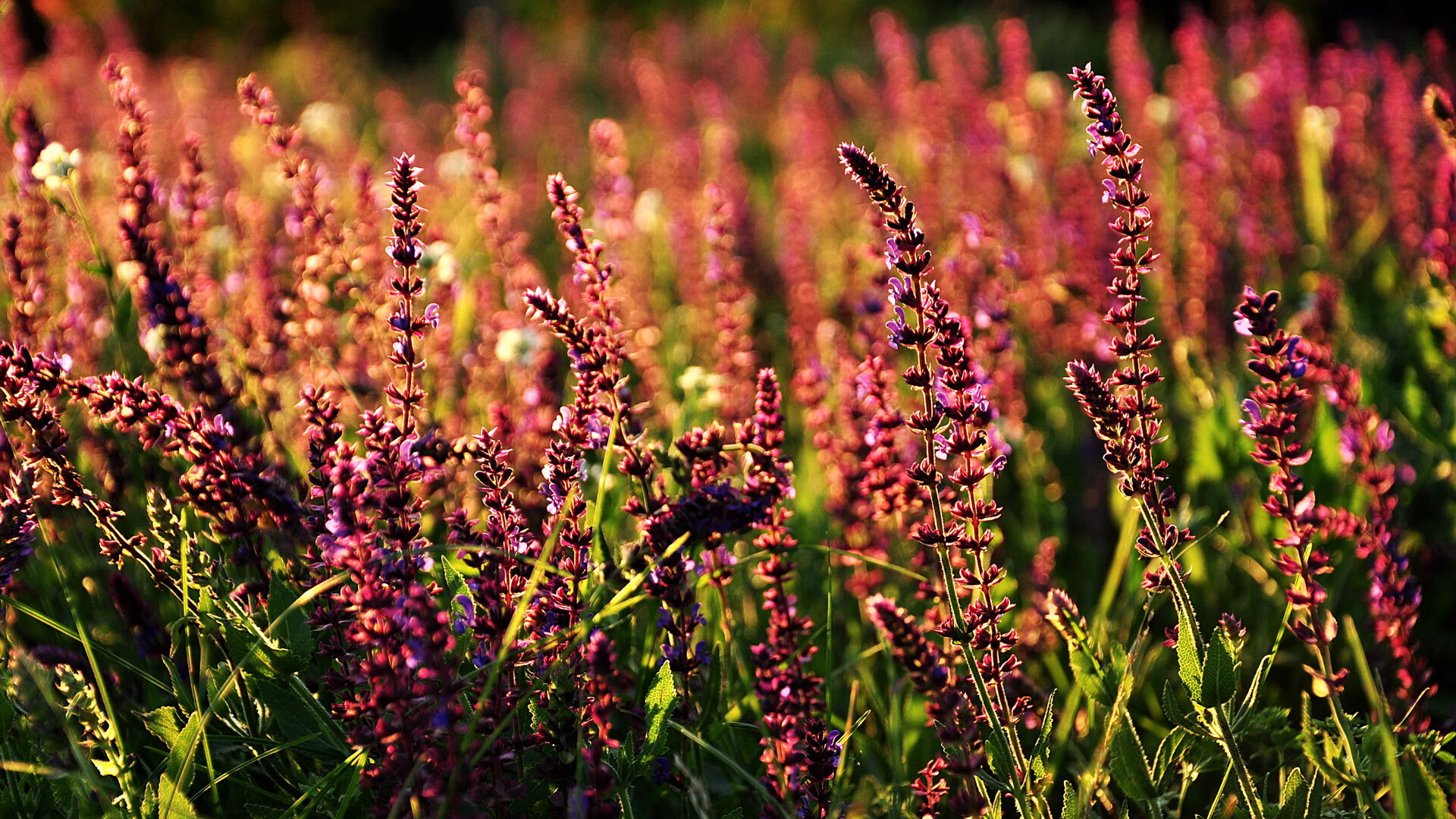 国家队场上默契如何通过系统训练建立，国家队训练场馆