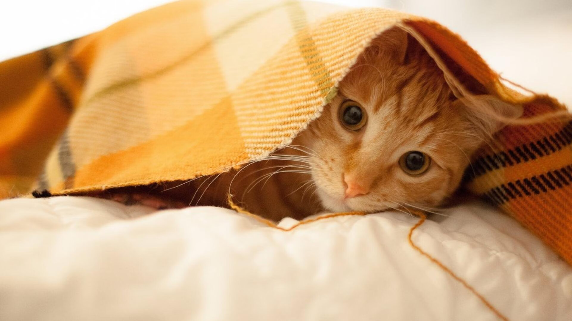 体育商业联盟成立推动赛事品牌合作，体育产业联合会成立大会