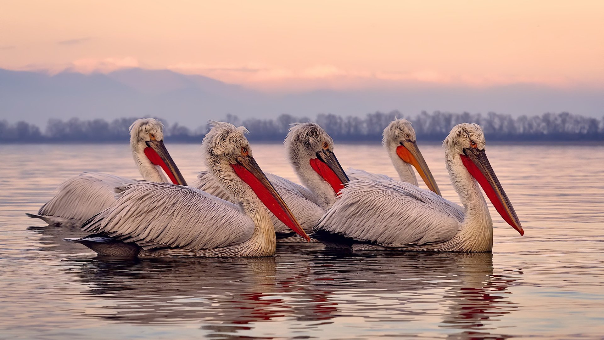 九游用户空间-国王本地球迷组织创作加油歌曲为球队助威