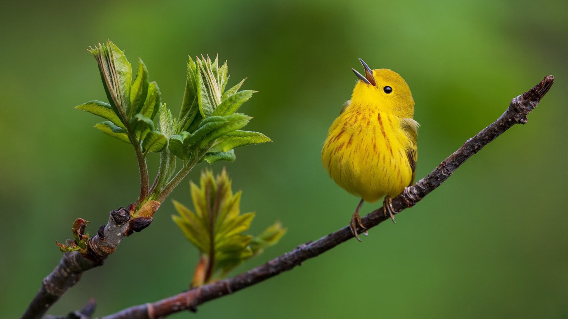 弗朗索瓦·斯图尔特：将防守与进攻结合，为南非队提供全方位保障