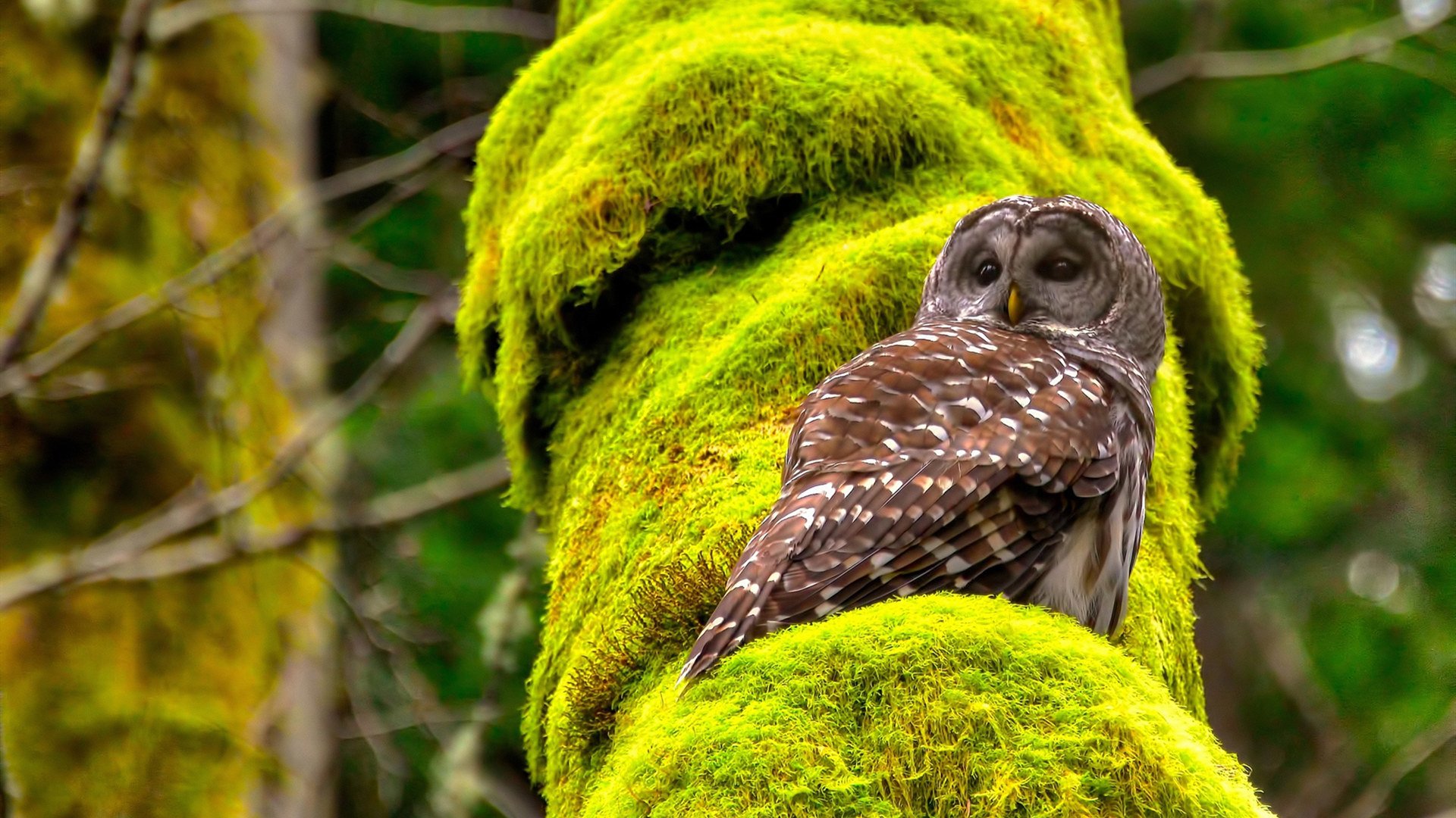 九游娱乐(jiuyou)官网-CBA新赛季分组出炉，山西狂胜24分，广东伤病阴影笼罩，cba 新赛季