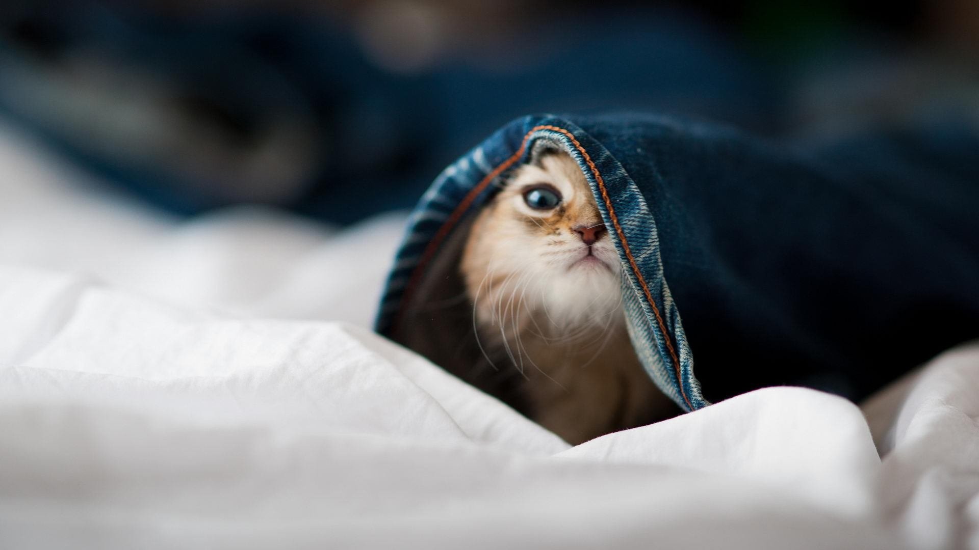 世界杯场地再生变，美国或重新选择主办城市，世界杯美州区